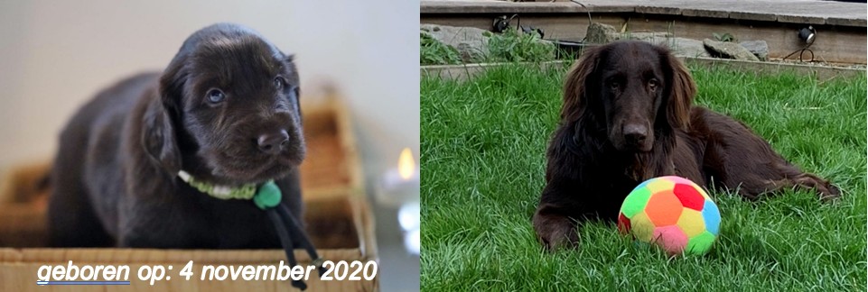 therapiehond1